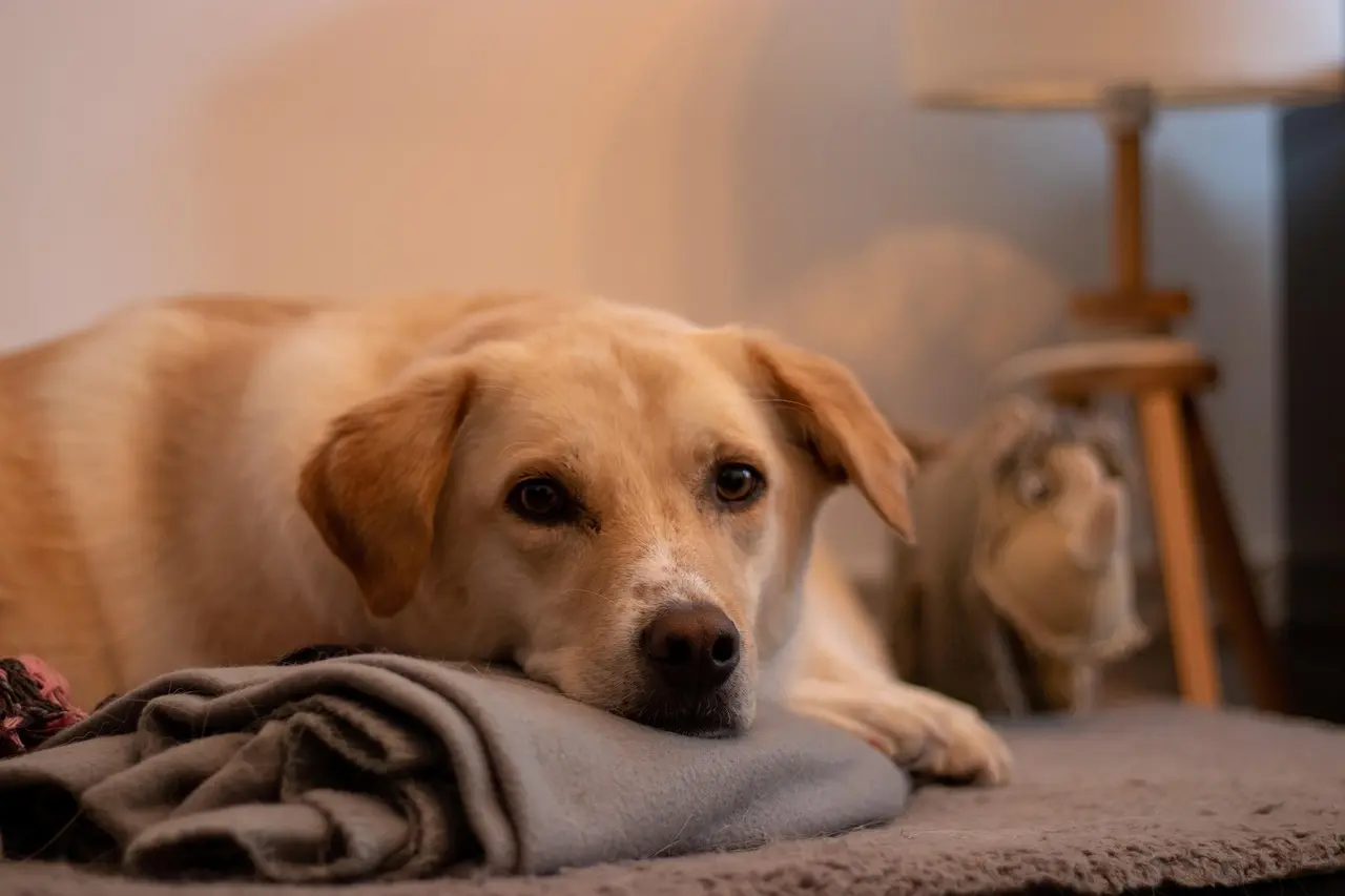 Er der forskellige typer hundetæpper til forskellige årstider?